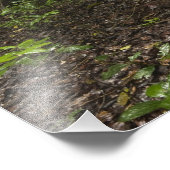 Impression Photo Racines contreforts. Forêt tropicale, Mapari Rupun (Coin)