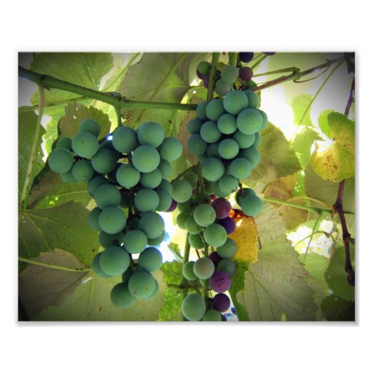 Impression Photo Raisins verts et violets sur la vigne Imprimer (Devant)