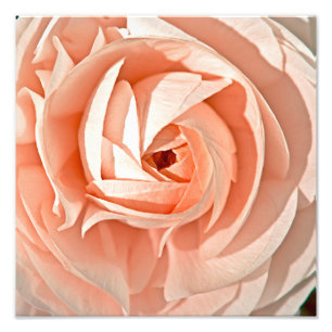 Impression Photo Ranunculus Swirl