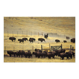 Impression Photo Rassemblement du National Bison Range dans le Mont