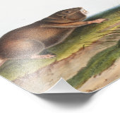 Impression Photo Rat Poché Sud, Schrew Mole Illustration (Coin)