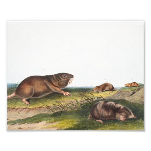 Impression Photo Rat Poché Sud, Schrew Mole Illustration (Devant)