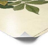 Impression Photo Raven (Coin)