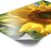 Impression Photo Rayon de tournesol (Coin)