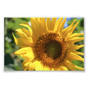 Impression Photo Rayon de tournesol