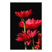 Impression Photo Red Burgundy Gerber Daisy (Devant)