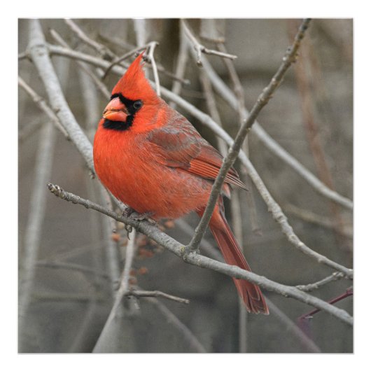 Impression Photo Red Cardinal Bird (Devant)