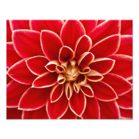 Red Dahlia