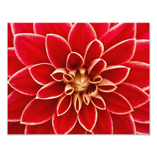 Impression Photo Red Dahlia (Devant)