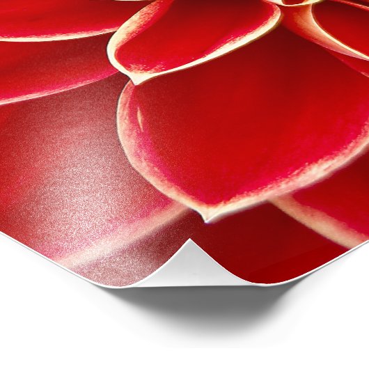 Impression Photo Red Dahlia (Coin)