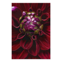 Impression photo Red Dahlia