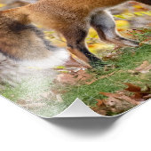 Impression Photo Red Fox Donne Le Regard (Coin)