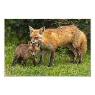 Impression Photo Red Fox Mom and Youngster