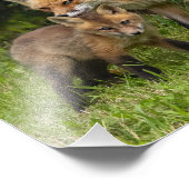 Impression Photo Red Fox Mom and Youngster (Coin)