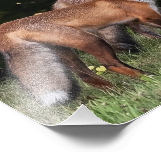 Impression photo Red Fox Pair (Coin)