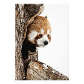 Impression Photo Red Panda Peek-a-Boo (Devant)