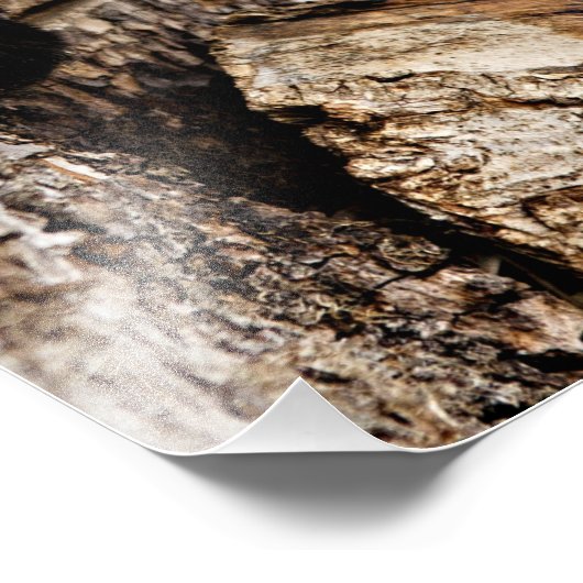 Impression Photo Red Panda Peek-a-Boo (Coin)