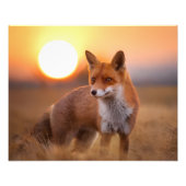 Impression Photo Redfox (Devant)