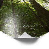 Impression Photo Redwood Forest, Rotorua, Nouvelle-Zélande (Coin)