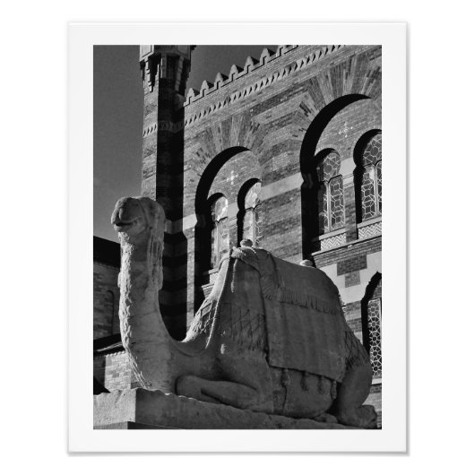 Impression Photo Réflexions sur les chameaux (Devant)