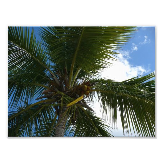 Impression Photo Regard sur le palmier à coco Nature tropicale (Devant)