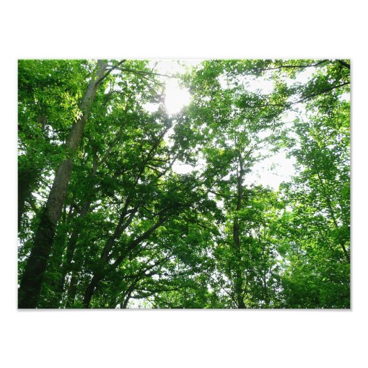 Impression Photo Regard sur les arbres d'été (Devant)