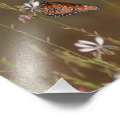 Impression Photo Reine et milkweed (Coin)