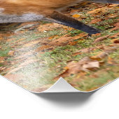 Impression Photo Renard (Coin)