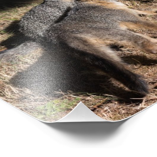 Impression Photo Renard (Coin)