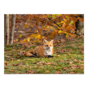 Impression Photo Renard d'automne