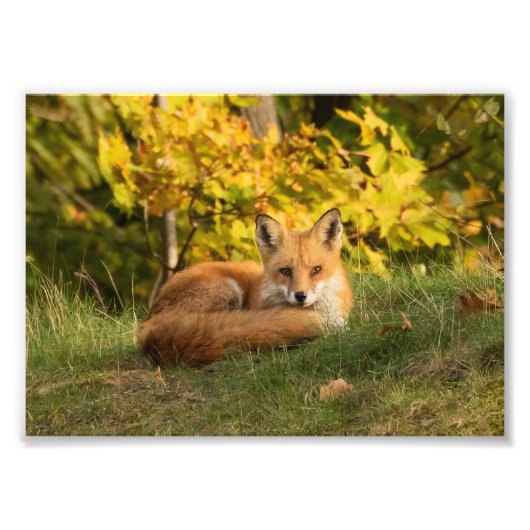 Impression Photo Renard d'automne (Devant)