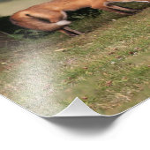 Impression Photo Renard Family (Coin)