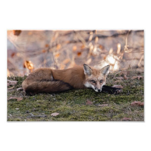 Impression Photo Renard reposant sur la mousse