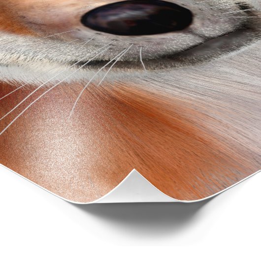 Impression Photo Renard rouge (Coin)