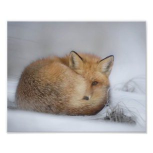 Impression Photo Renard Rouge En Neige