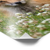 Impression Photo Renard Rouge Sur Un Lit De Clover (Coin)