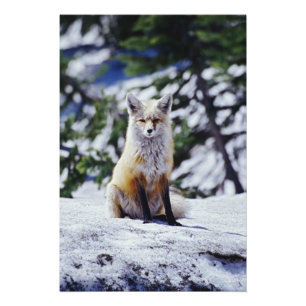 Impression Photo Renard roux assis sur un banc de neige, Vulpes, Mt