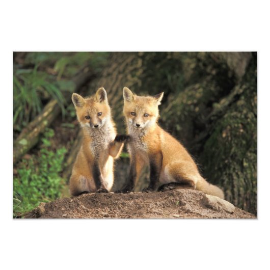 Impression Photo Renard roux bébé devant terrier (Vulpes vulpes) (Devant)