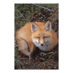 Impression Photo renard roux, Vulpes vulpes, en couleurs d'automne