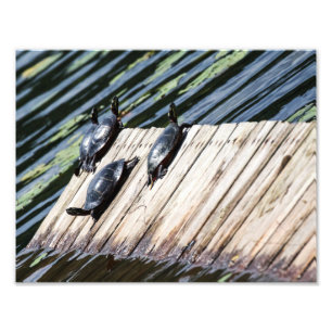 Impression Photo Repos de la tortue