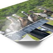 Impression Photo Repos de Pelican (Coin)