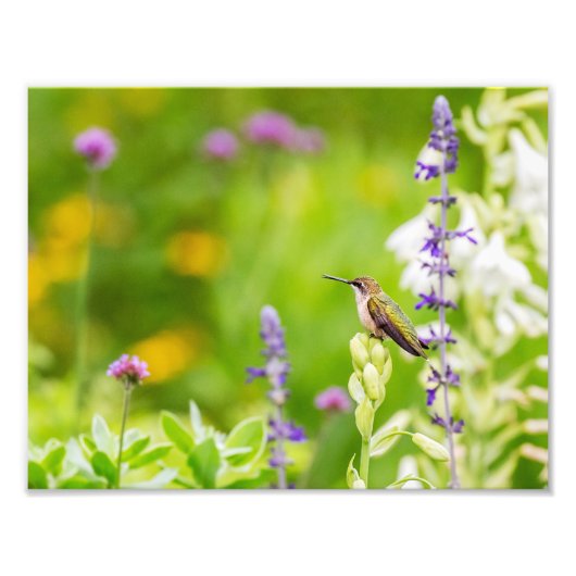 Impression Photo Repos des colibris (Devant)