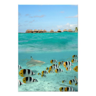 Impression Photo Requin et poissons, copie verticale de lagune de