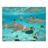 Impression Photo Requins dans la lagune Bora Bora (Devant)