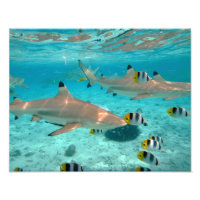 Requins dans la lagune Bora Bora
