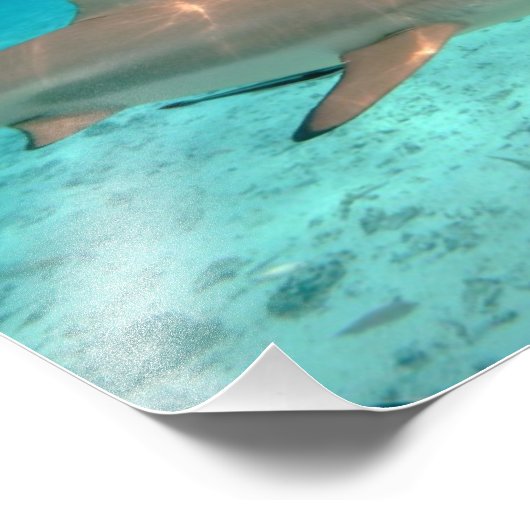 Impression Photo Requins dans la lagune Bora Bora (Coin)