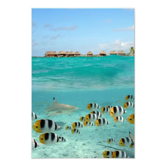 Impression Photo Requins et poissons, Lagon Bora Bora imprimé verti (Devant)
