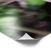 Impression Photo Réveil de la jeune fougère dans le jardin (Coin)