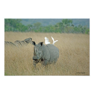 Impression Photo Rhino blanc