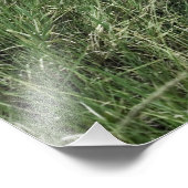 Impression Photo Rhinoceros noirs, Diceros bicornis, Kenya (Coin)